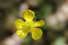 Ranunculus monspeliacus