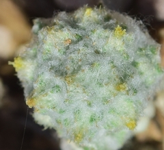 Filago micropodioides