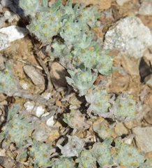 Filago micropodioides