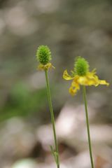 Ranunculus monspeliacus