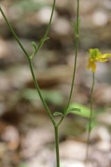 Ranunculus monspeliacus