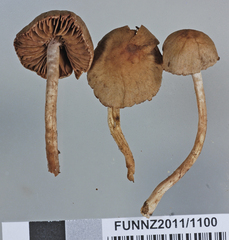 Cortinarius durifoliorum