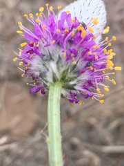 Dalea ornata