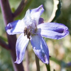Delphinium recurvatum