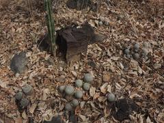 Mammillaria beneckei