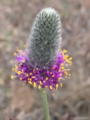 Dalea ornata