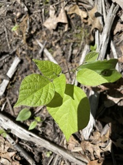 Hylodesmum glutinosum