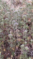 Echinops strigosus