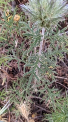 Echinops strigosus