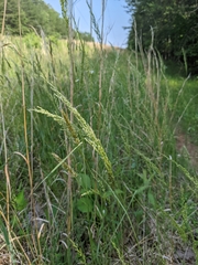 Sphenopholis obtusata