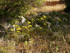 Elaeoselinum asclepium