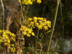 Elaeoselinum asclepium