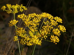 Elaeoselinum asclepium