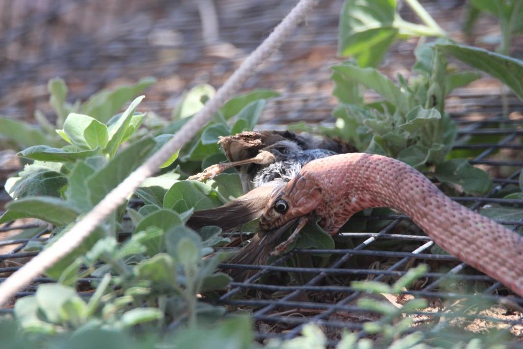 Coachwhip from Fort Davis, TX 79734, USA on May 26, 2021 at 02:17 PM by ...