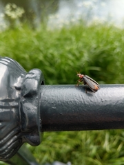 Cantharis rustica