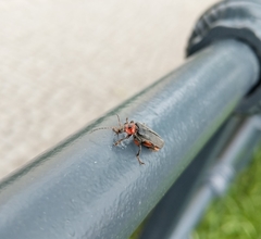 Cantharis rustica