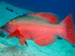 Bodianus scrofa