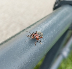 Cantharis rustica