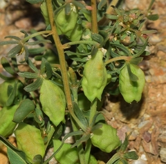 Reseda phyteuma