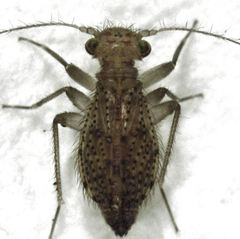 Hemipsocidae