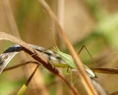 Megaloceroea recticornis