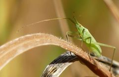 Megaloceroea recticornis