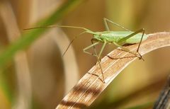 Megaloceroea recticornis