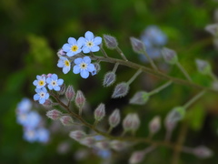 Myosotis arvensis