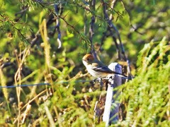 Knipolegus striaticeps