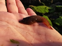 Lepadogaster lepadogaster