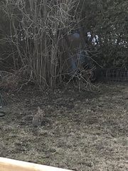 Sylvilagus floridanus