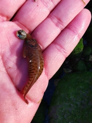 Lepadogaster lepadogaster