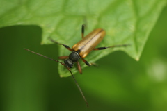 Cortodera humeralis