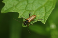 Cortodera humeralis