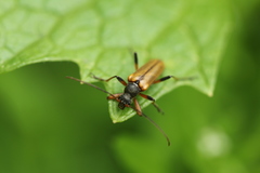 Cortodera humeralis