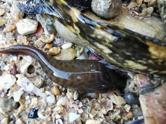 Lepadogaster lepadogaster