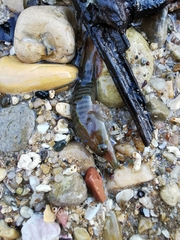 Lepadogaster lepadogaster