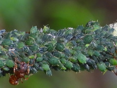 Aphis ruborum