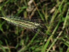 Dichanthium sericeum