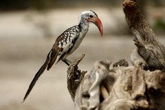 Tockus damarensis