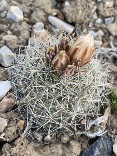 Pediocactus simpsonii