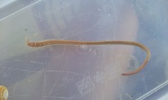 Leodice torquata