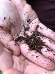 Plethodon glutinosus