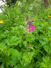 Silene dioica