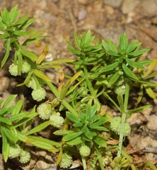 Galium verrucosum