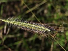 Dichanthium sericeum