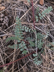 Astragalus rusbyi