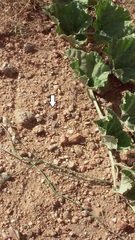 Cophosaurus texanus scitulus