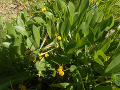 Scorpiurus muricatus