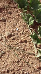 Cophosaurus texanus scitulus